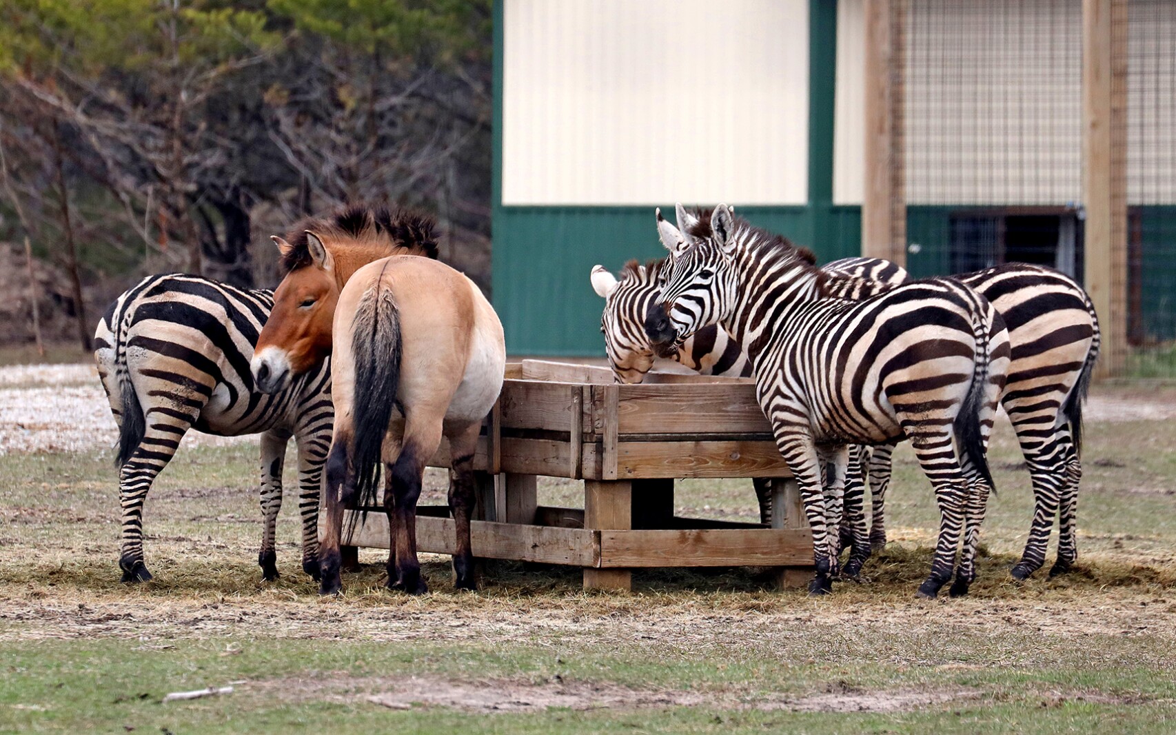 Safari North Wildlife Park April 28, 2022.