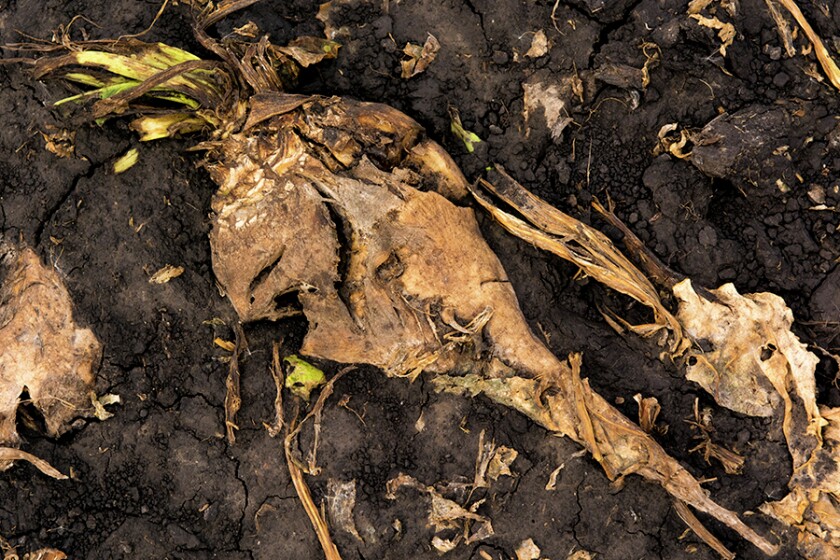 2881906+100716 AG entGFSugarBeets3.jpg