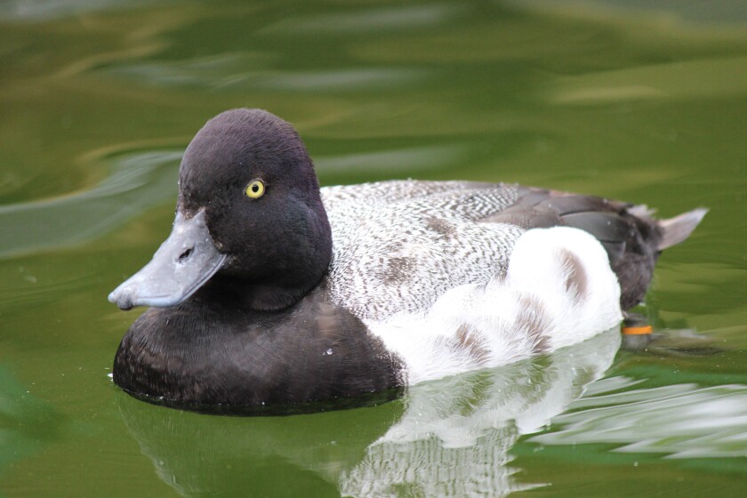 scaup, or bluebill