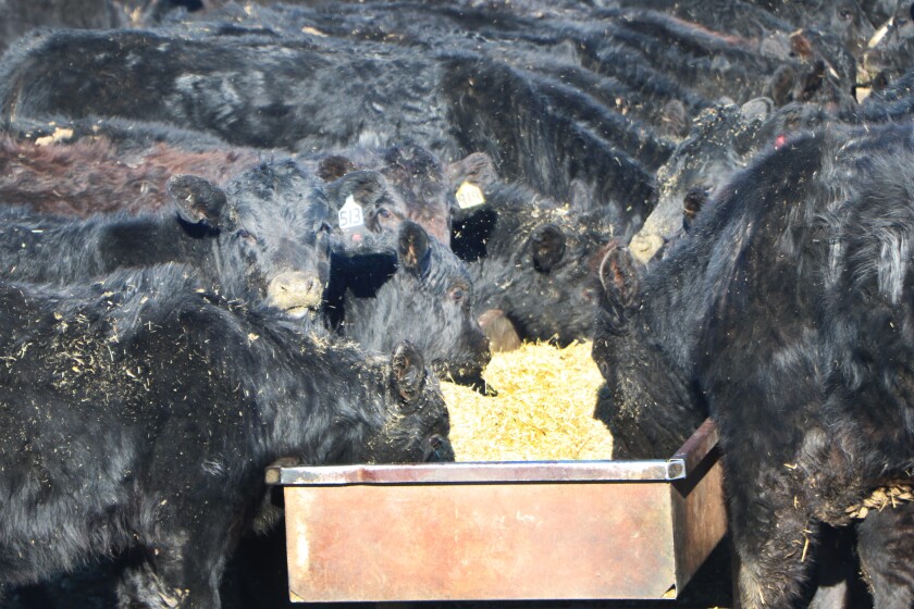 Calves greedily go for ground corn silage in a feed bunk at the Wolf Farms at Kulm, North Dakota, where rancher Ed Melroe overwinters some of his bred cows.