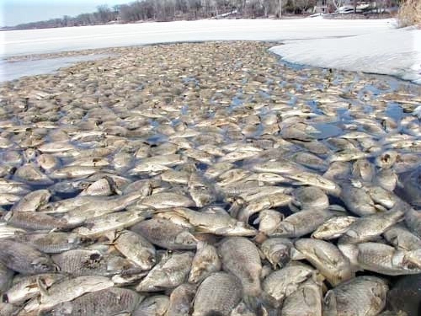 Detroit Lakes Activities Calendar Detroit Lakes Activities Calendar