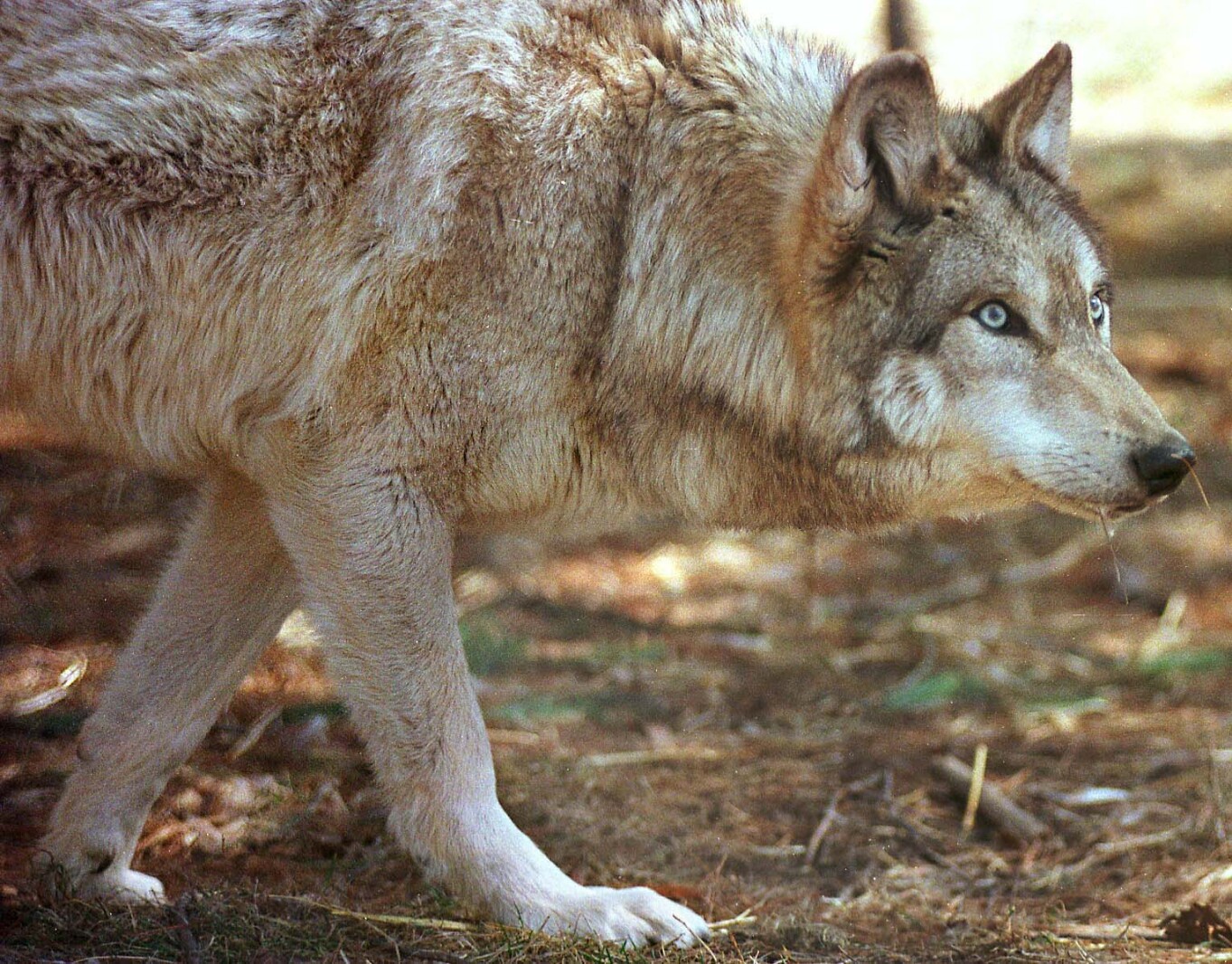 Bygones: 100 years ago, St. Louis County paid bounties on wolves ...