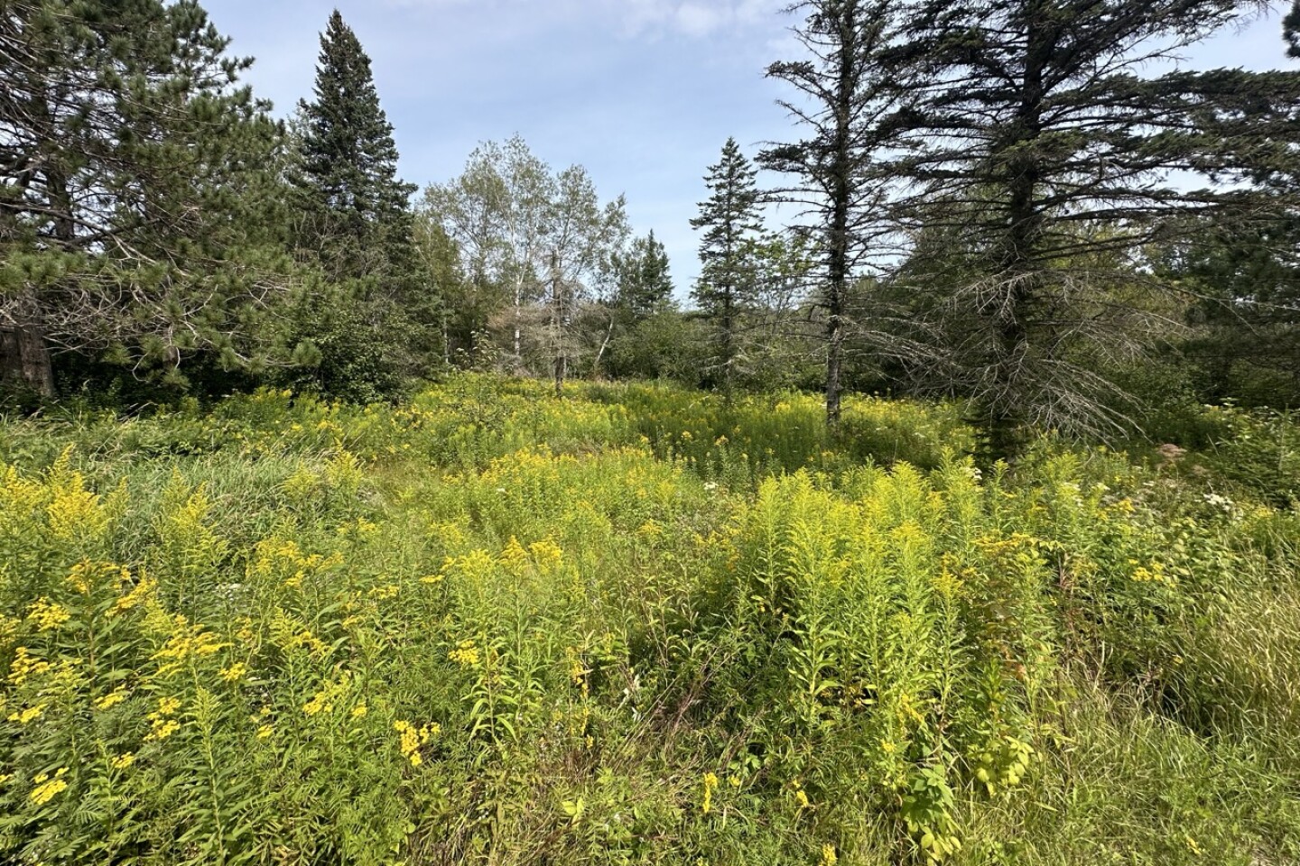 An unkept and overgrown lot.