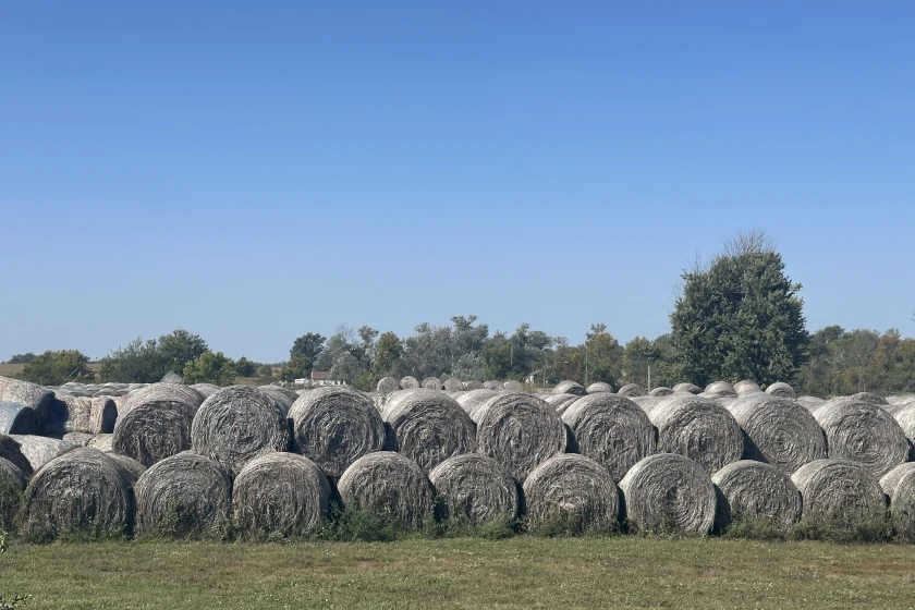 Hemp producers and processors concerned about possible added regulations in new farm bill Hemp producers and processors concerned about possible added regulations in new farm bill