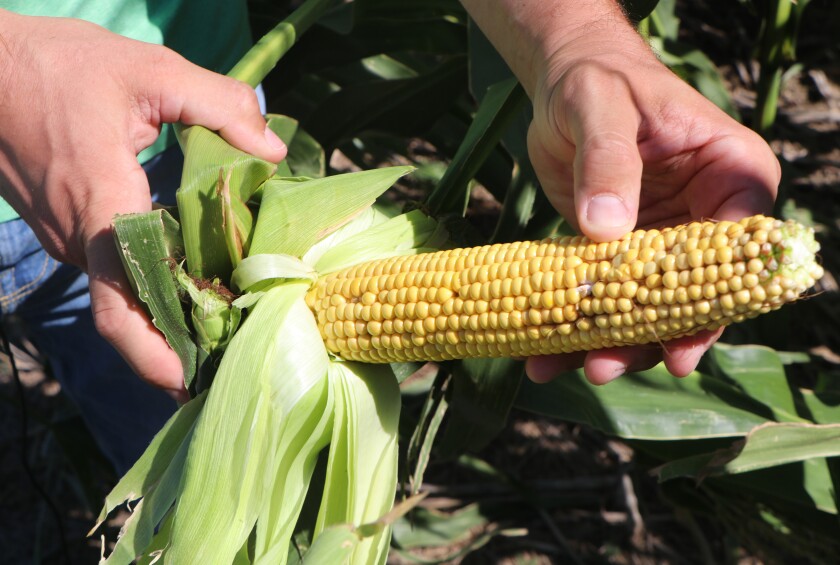 A crop consultant holds a long, healthy corn cob, with only a few empty kernels, signifying either hot temperatures during pollinating or grasshopper depredation on corn "silks," on which pollen travels.