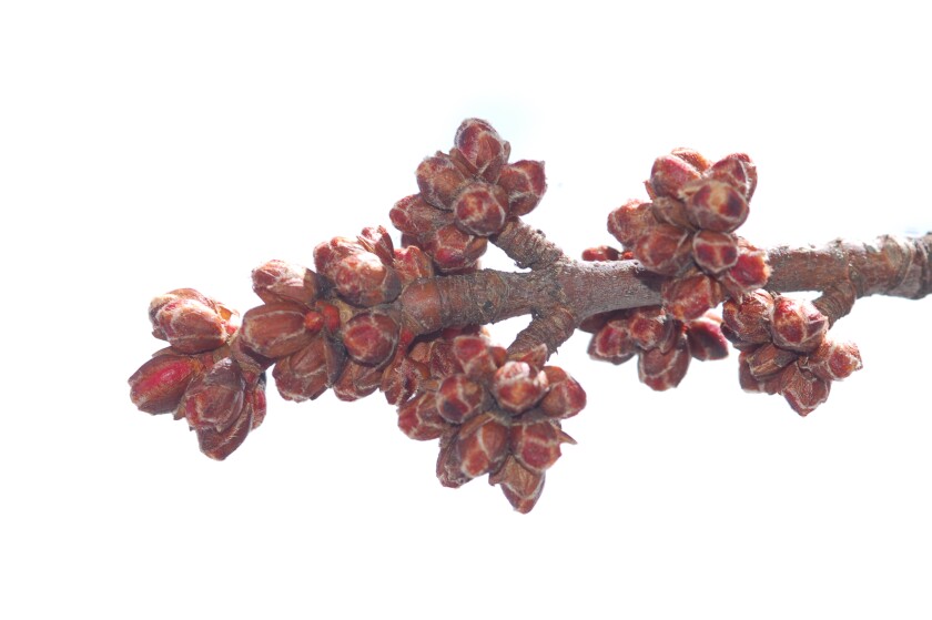 Tree branch with clusters of red buds