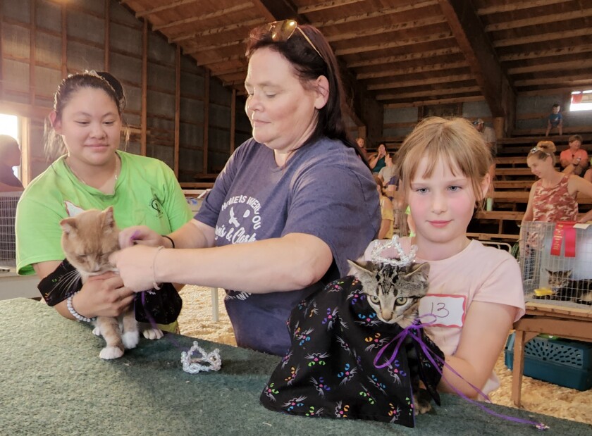 Mareah Carlson, of Windom, left, gets some help crowning King Satsuki from judge Autumn Hunter, as Abagail Nickel, of Mountain Lake, holds Queen Curls at right. The cats were crowned during the Household Cat & Kitten Show on Wednesday, Aug. 10, 2022, during the Cottonwood County Fair.