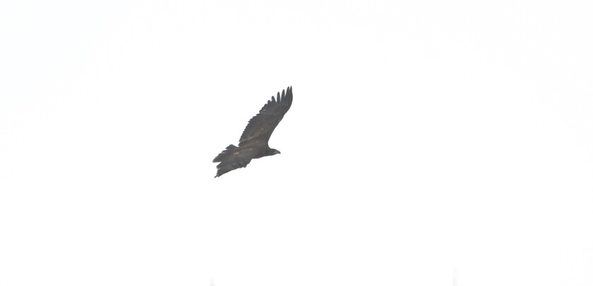 Golden eagle