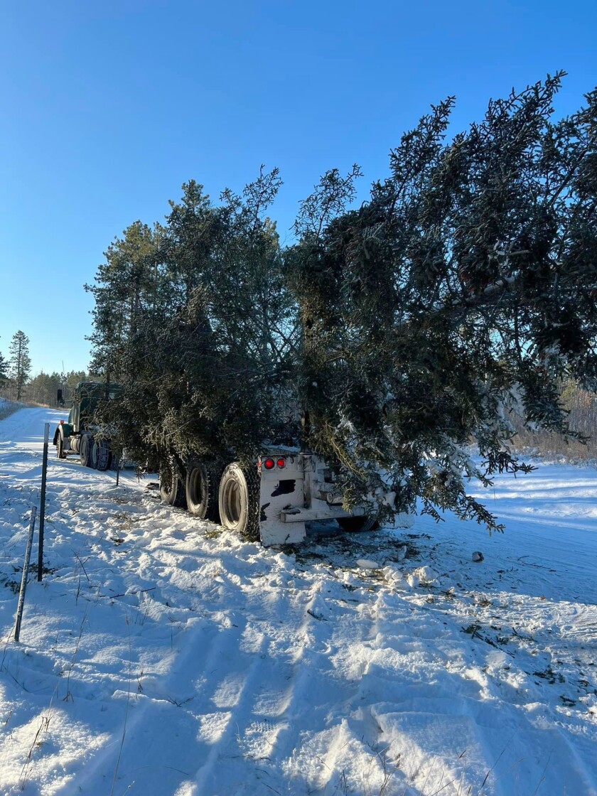 HaulingXmasTree112322.N.PRe.jpg