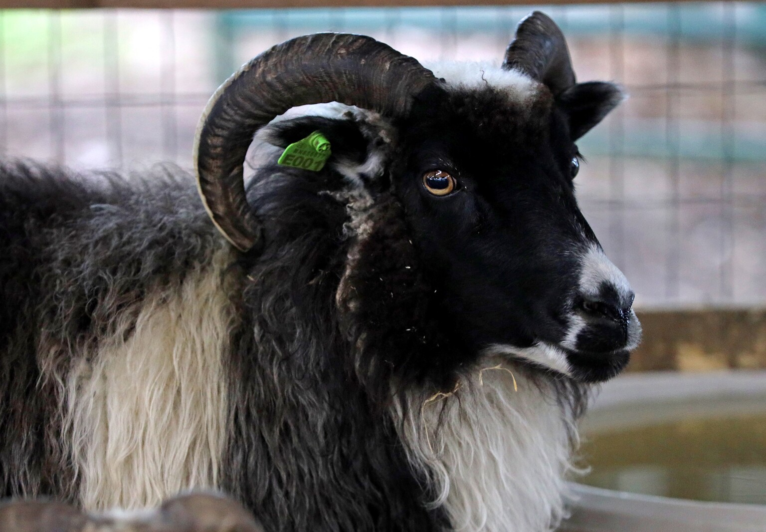 Animals at the Crow Wing Viking Festival