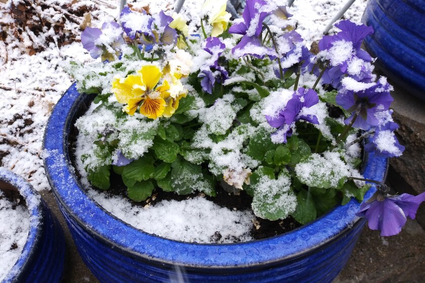 Ask the Master Gardener: Acclimate hardy annuals for cooler