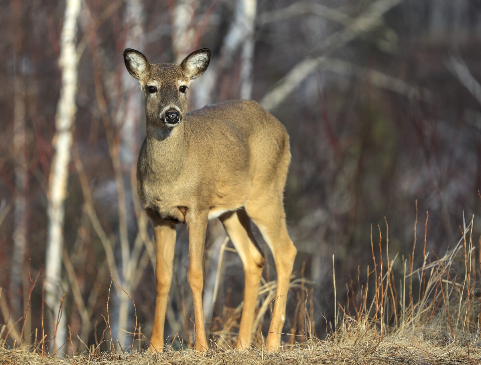 Thursday deadline to apply for Minnesota doe permits Duluth News