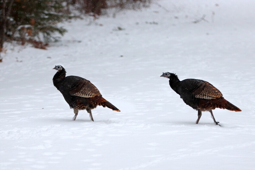 122820.N.BD.Turkeys6.jpg