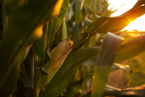Kernel Farming Green Plains' Innovation Centers make the most of each corn kernel ...