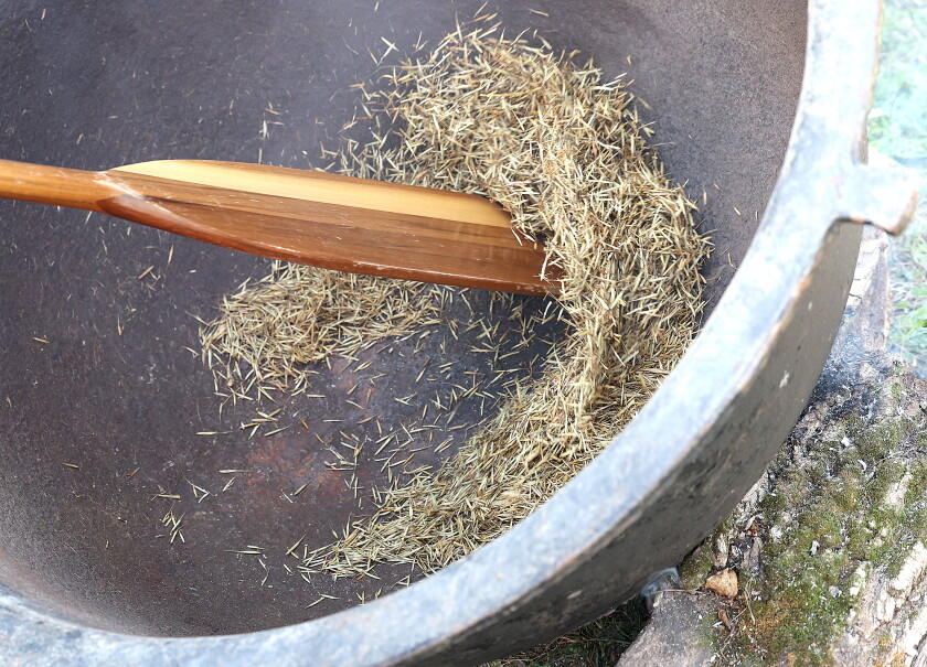 Wild Rice Helper Photos: Indigenous leaders share wild-rice harvesting traditions ...