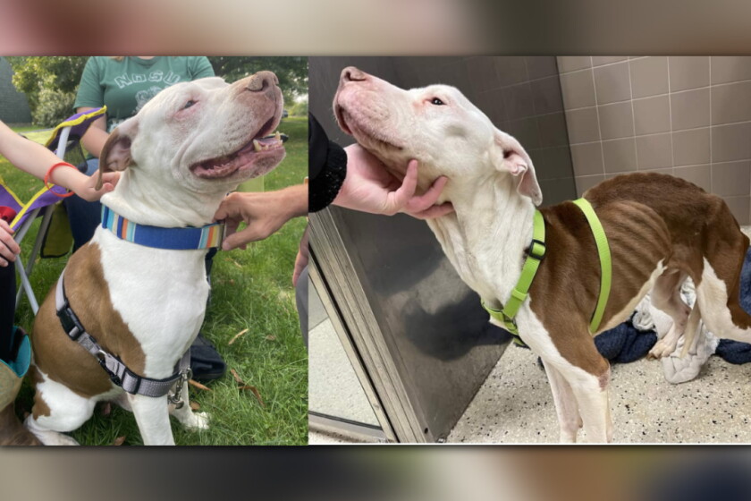 Fargo Rabbit Dog Neglected and starved Fargo dog saved and adopted - InForum | Fargo ...