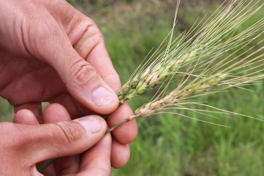 A delay in wheat scab research funds has nationwide impact