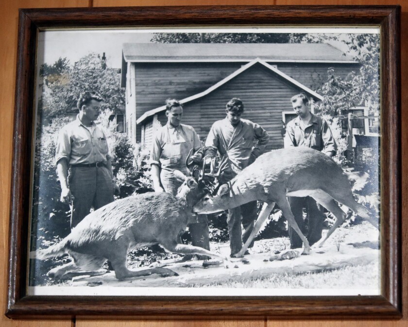 Old picture of mounted deer.