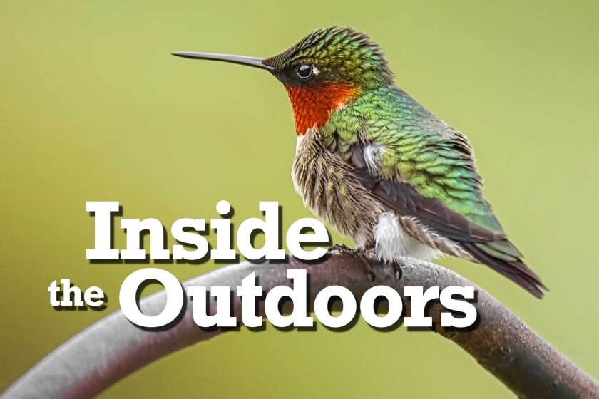 Hummingbirds Inside Inside the Outdoors: Hummingbirds compete for food, and our attention ...