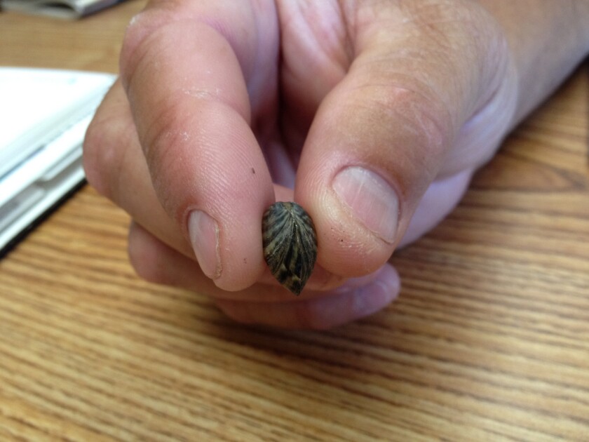 Zebra mussel
