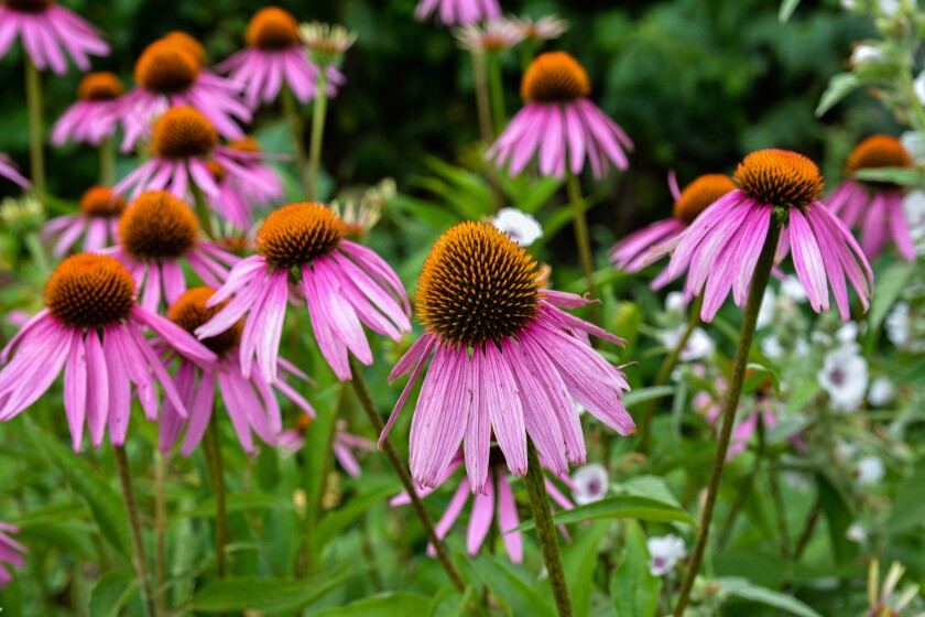 Multiple coneflowers in a garden
