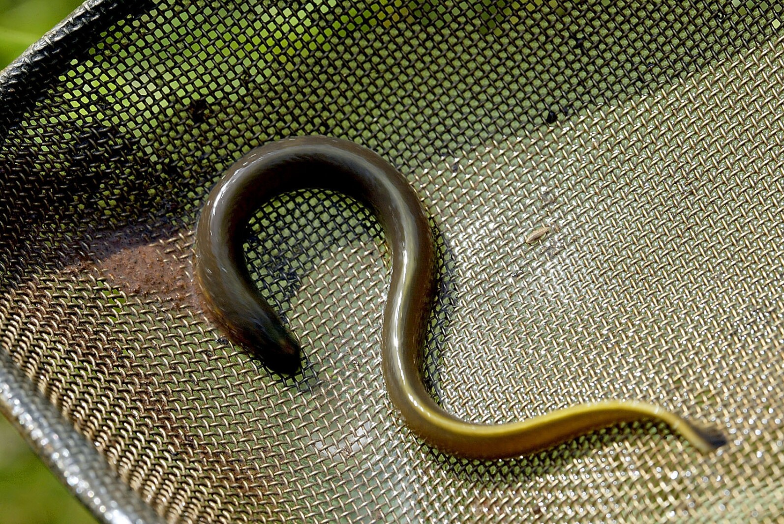 Federal agency to study Great Lakes invaders: lampreys - Duluth News ...