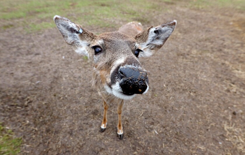 A deer gets up close to a wide angle lens at Safari North.