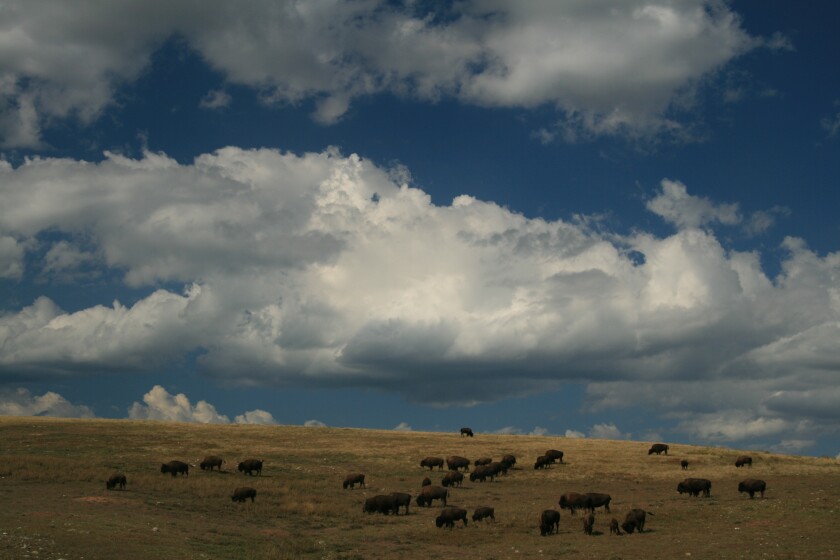 Wind Cave bison herd 2009.jpeg