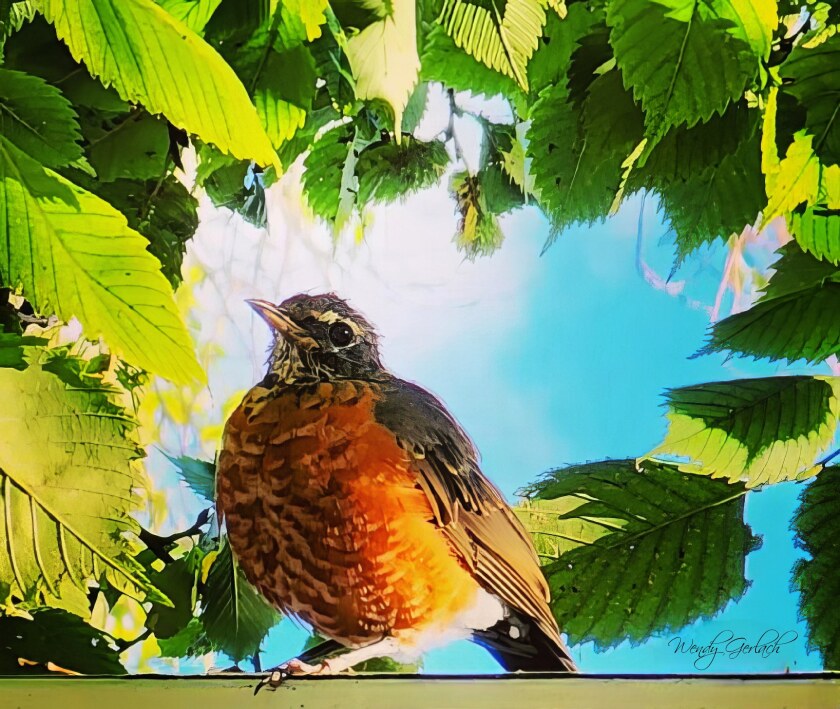 Wendy_Robin sitting in backyard.jpg