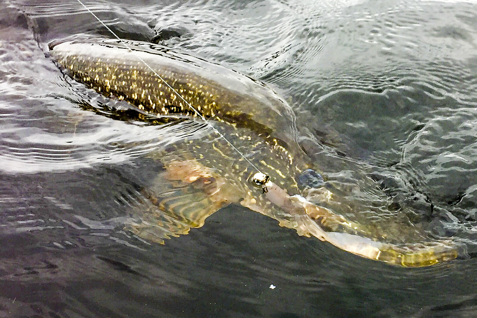 Hot weather taking toll on cool-water fish in area