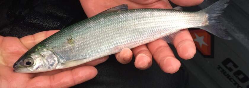 A small fish held by a person