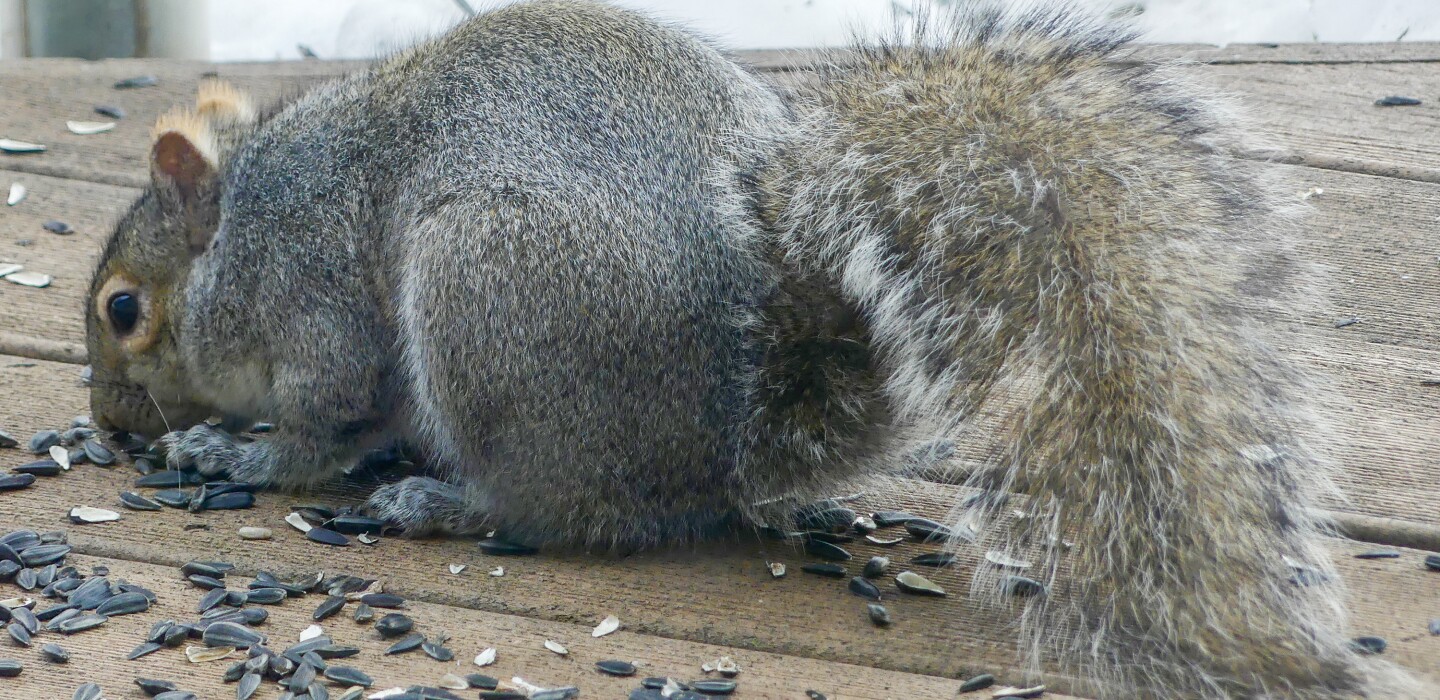 Red Squirrels Invading Gray Squirrel Territory Post Bulletin Rochester Minnesota News Weather Sports Red Squirrels Invading Gray Squirrel Territory Post Bulletin Rochester Minnesota News Weather Sports