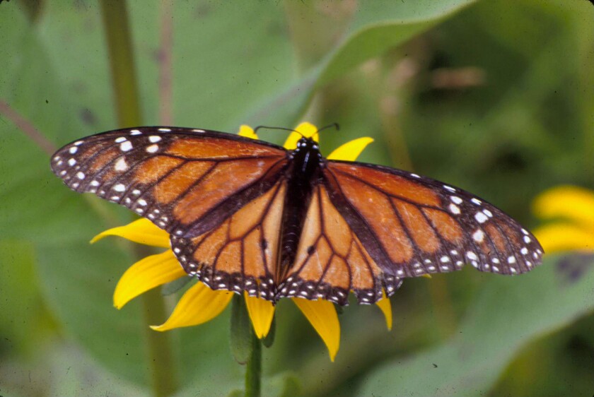 A monarch spreads its wings on a yellow flower