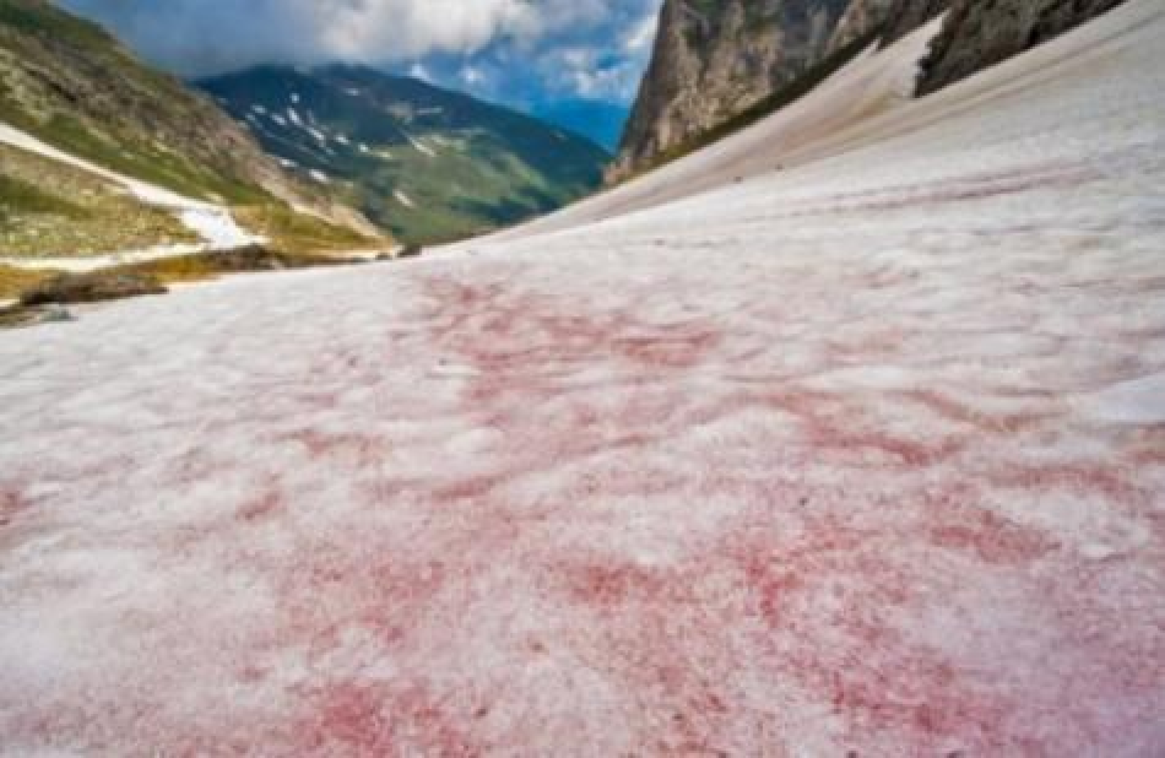 Snow Red Color The science of pink
