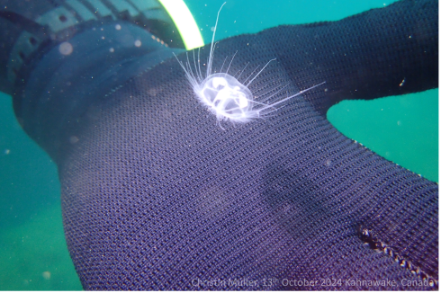 Invasive jellyfish.png