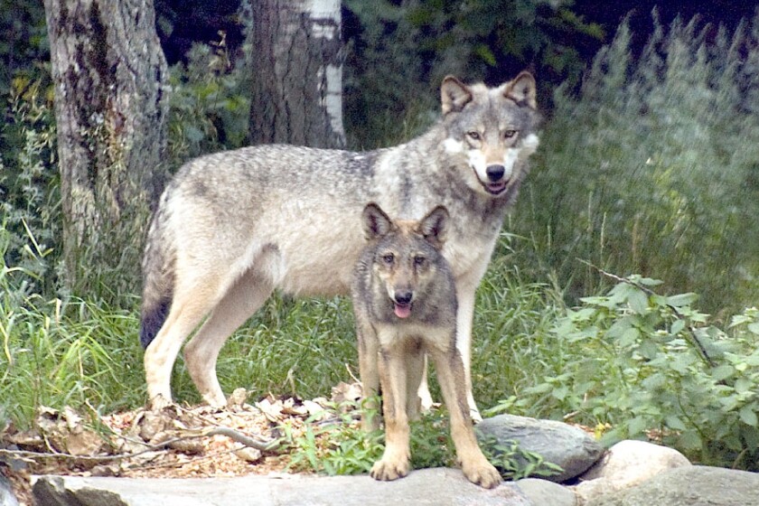 Feds to announce wolf delisting Thursday in Minnesota - Duluth News ...