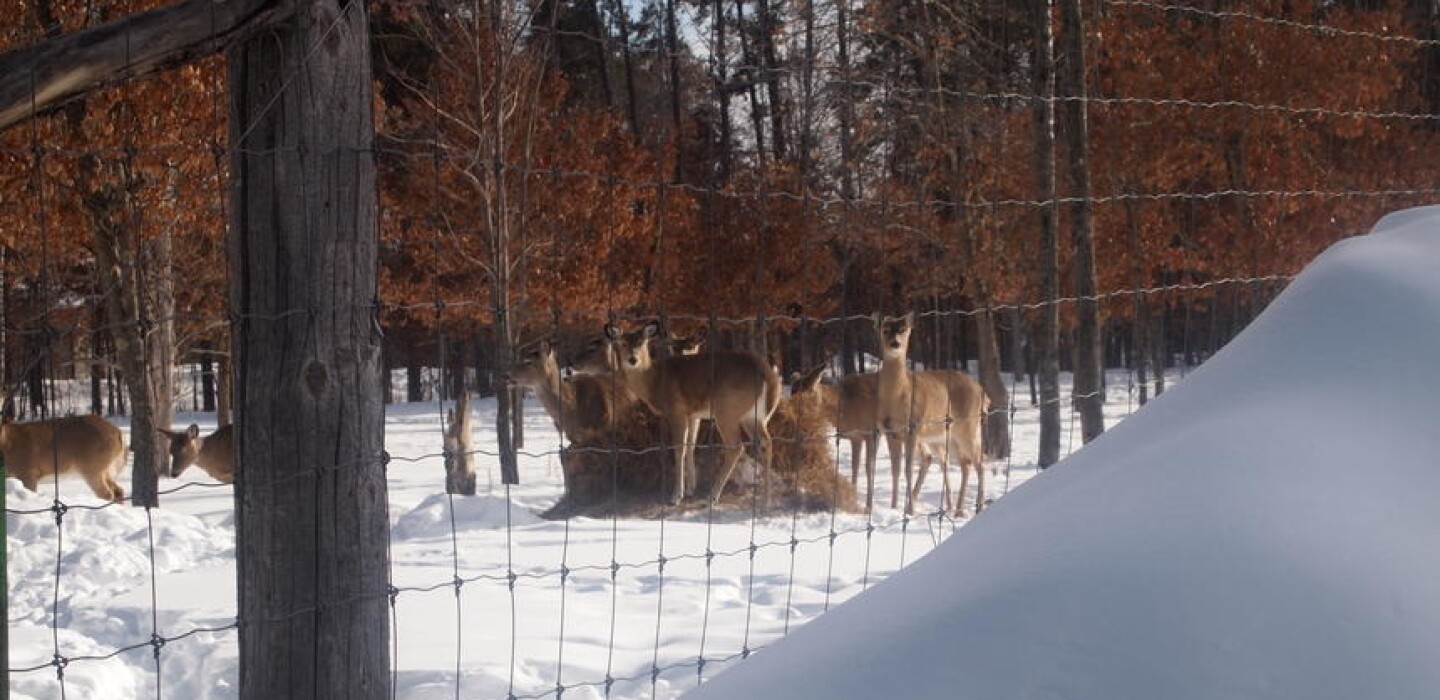 CWD confirmed in seven more deer from Brainerdarea game farm Duluth
