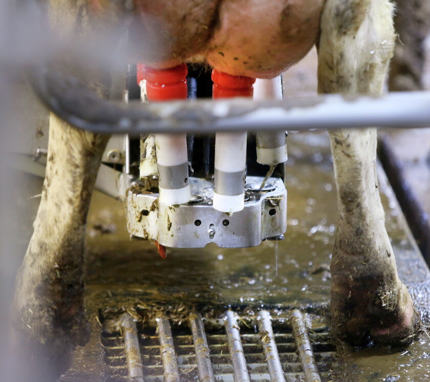 Milk Tech Reee Wisconsin dairy mixes tradition, technology - Duluth News Tribune ...