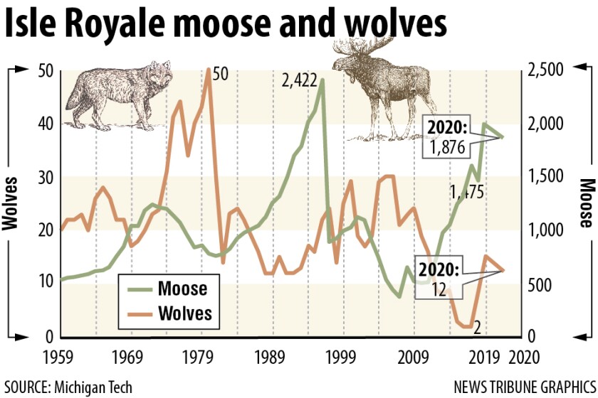 Isle Royale moose and wolves 2020.jpg