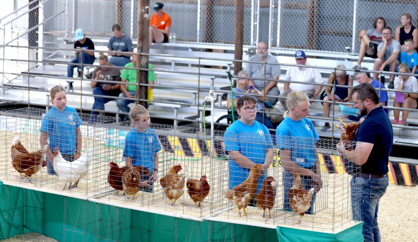 4-H Judge Even Van Bueskom inspects the Brown Egg Production Layers for the Champion and Reserve Champion, from left, Molly and Mara Clarke, Hope Zimier and Cassidy Madison. Champion and Reserve Champion were awarded to Molly Clarke Wednesday afternoon, Aug. 3, 2022, at the Nobles County Fair in Worthington.