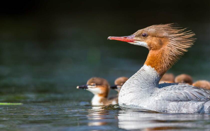 042421-merganser-with-chicks-shutterstock.jpg