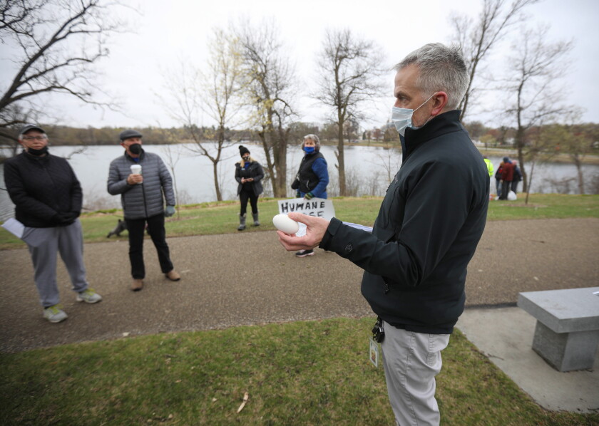 Photos: Volunteers begin goose-egg addling at Silver Lake Park - Post ...