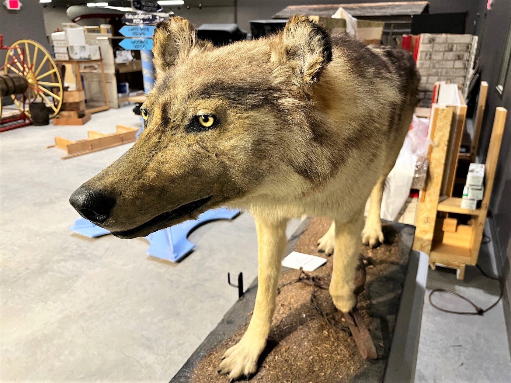 100 years ago, a wolf named Old Three Legs terrorized farmers, picked ...