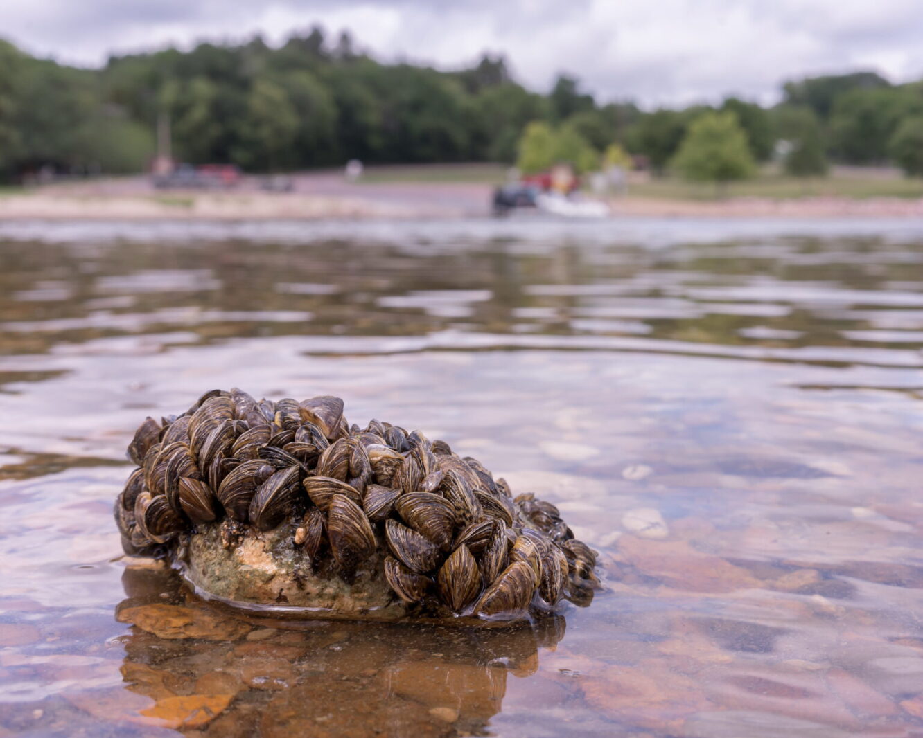 Weather 75751 Water advocates say declined funding exposes insufficient zebra mussel ...