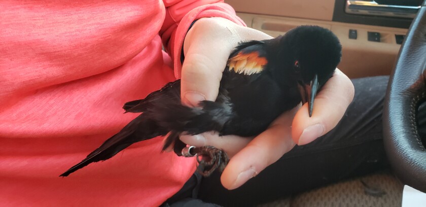 061822BIRDSTRIKES-Biting blackbird.jpg