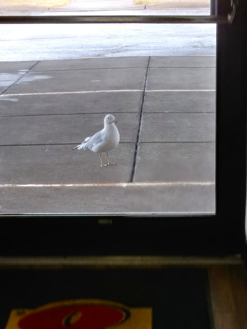 031620.C.DNT.Eh_StevenSeagull.jpg