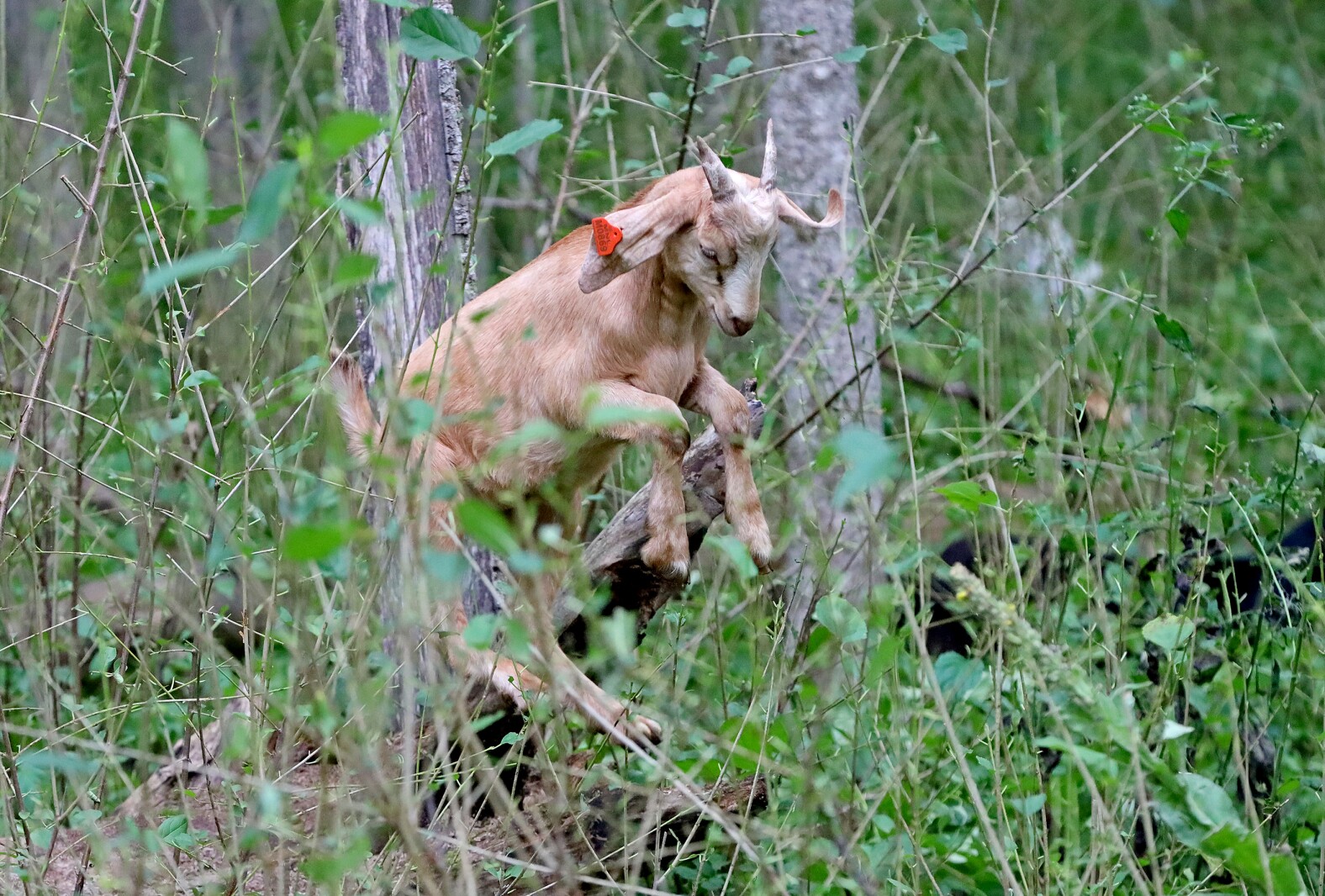 A goat jumps from a log.