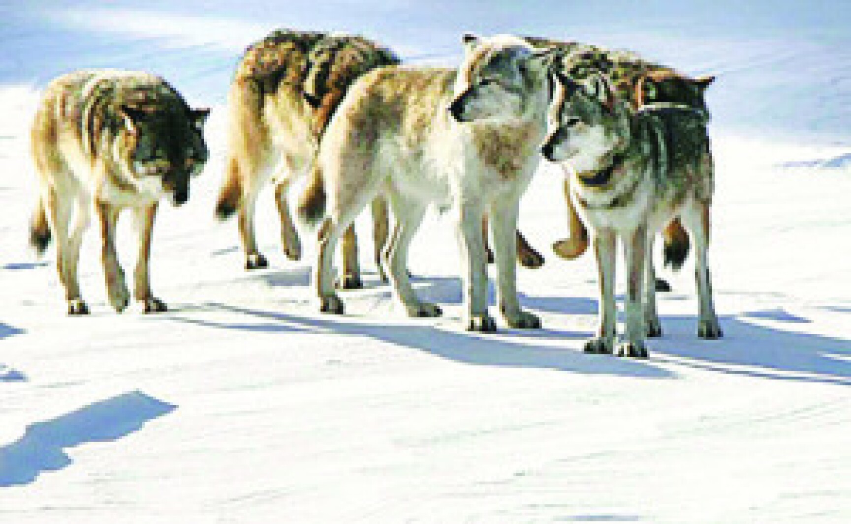 Last Michipicoten Island wolves going to Isle Royale - Duluth News ...