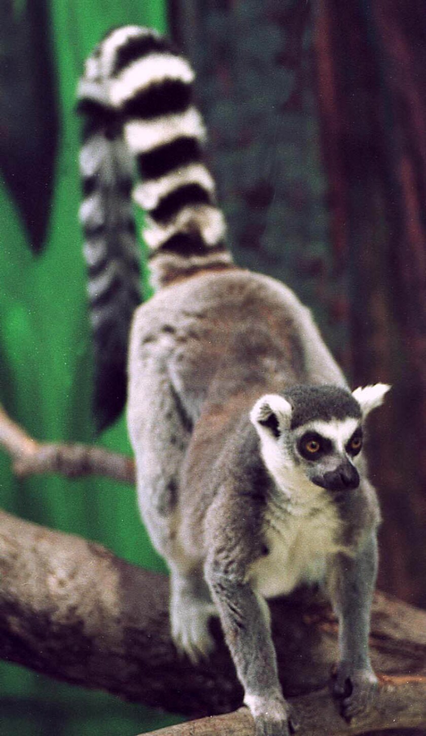 lemur.jpeg