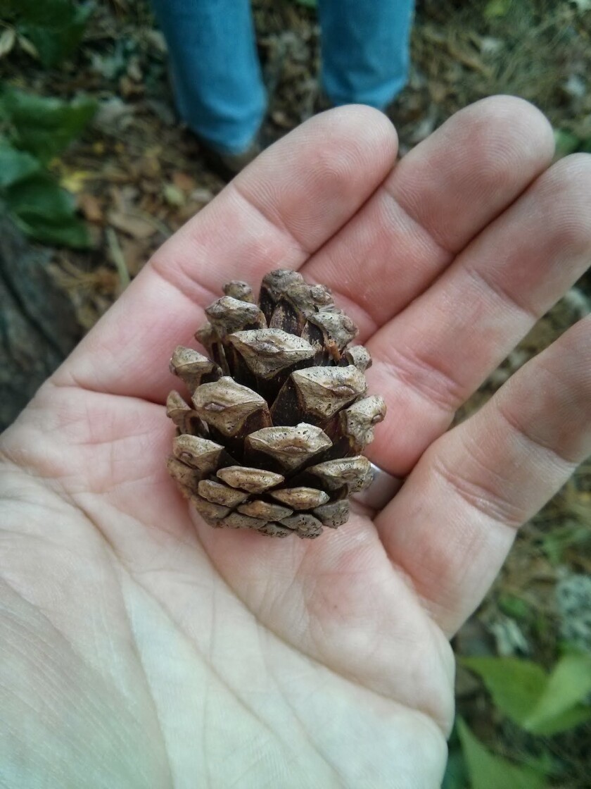 red pine cone (1).jpg